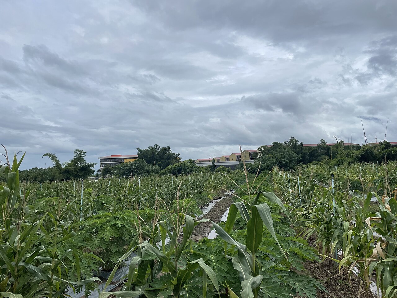 KK Park scam compound in Myanmar seen across fields from Thailand
